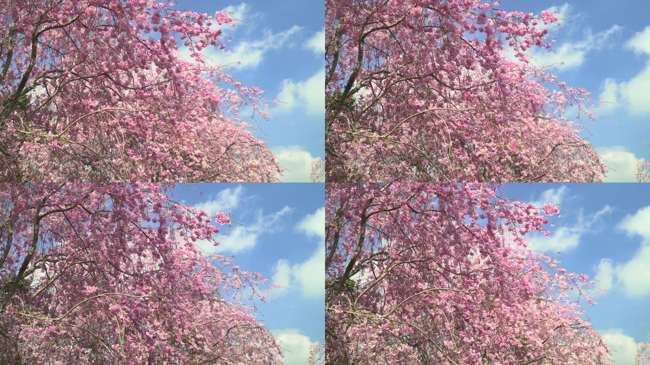 樱花在晴朗的天空下