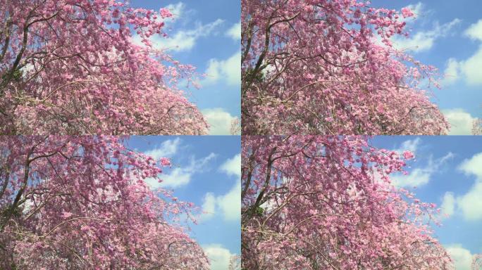 樱花在晴朗的天空下
