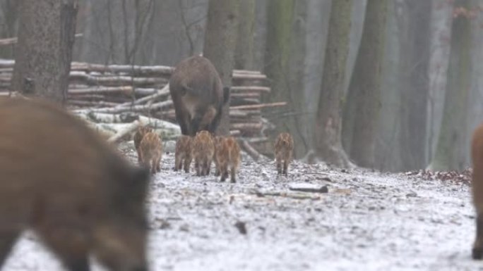 特写杨氏野猪Sus scrofa家族，平静的小猪一起在树林里散步。野生动物行动毛茸茸的动物场景在自然