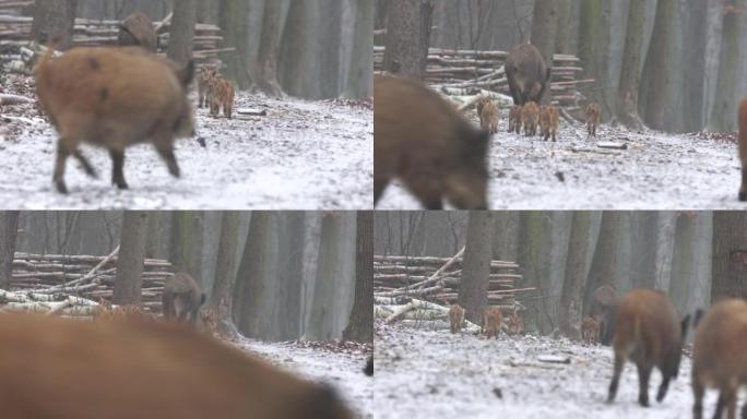 特写杨氏野猪Sus scrofa家族，平静的小猪一起在树林里散步。野生动物行动毛茸茸的动物场景在自然