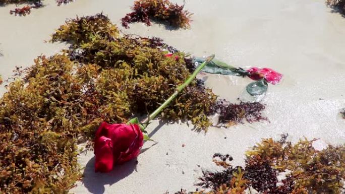 玫瑰和玫瑰花瓣躺在海滩海水和沙滩上，沙滩上有海草海藻sargazo墨西哥卡门。