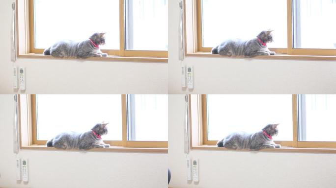一只可爱的猫的特写镜头。