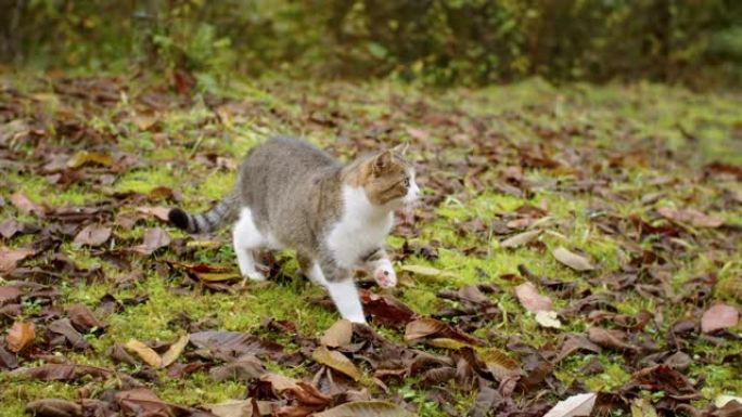 洗猫舔爪子坐在森林里。漂亮的猫在公园里吓得逃跑了。散步时最喜欢的搞笑宠物