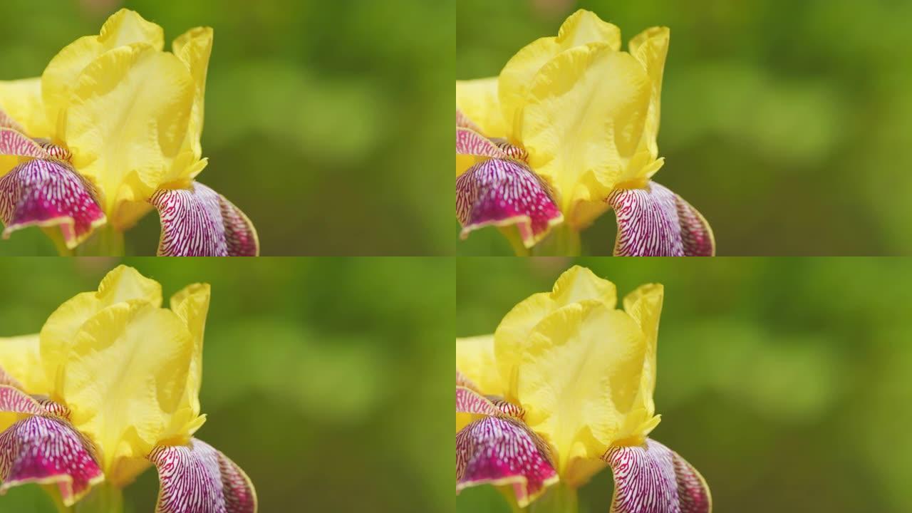 鸢尾黄或日耳曼鸢尾，下部花瓣上有勃艮第条纹。慢动作。