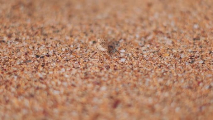 印度南果阿Kakolem海滩上的螃蟹在沙滩上的宏观拍摄。海滩上的小螃蟹。在海滩上阳光明媚的日子里，浅