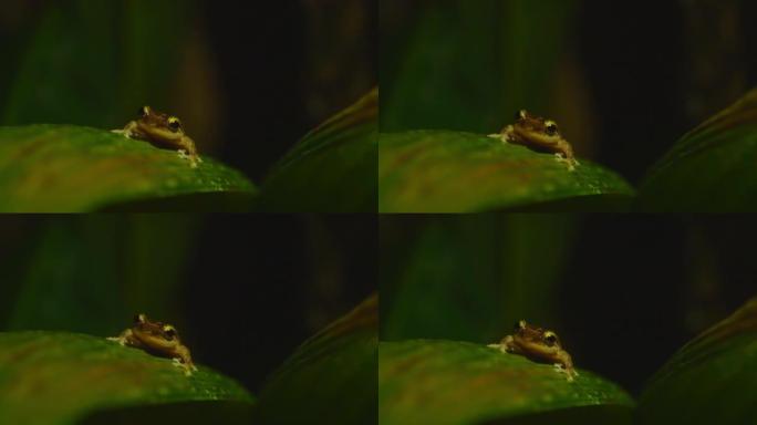 树蛙，波多黎各环境生态分类