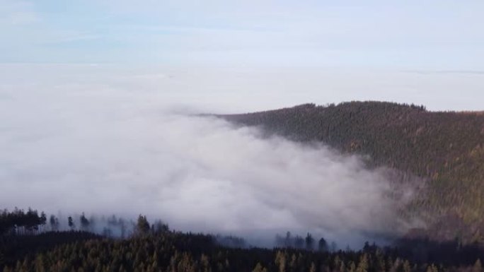 针叶林从紧贴低地的不透水晨雾中崛起。在未触及的景观上鸟瞰图。4k视频。捷克共和国