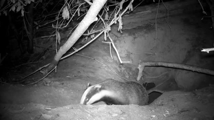 欧洲獾梅莱斯梅莱斯在秋天的夜晚从洞穴里出来。