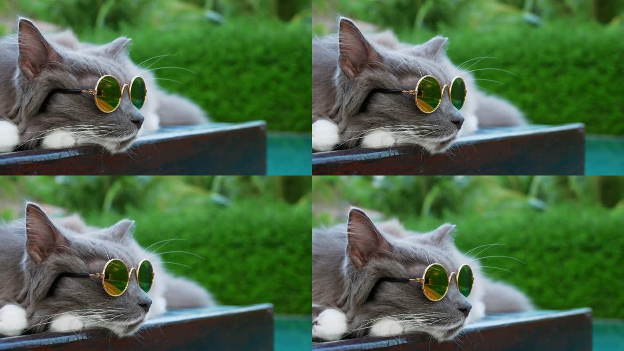 戴墨镜的特写猫躺在泳池边度假放松。可爱的猫的电影镜头像度假的人一样躺在眼镜里。热带度假时戴墨镜的时尚