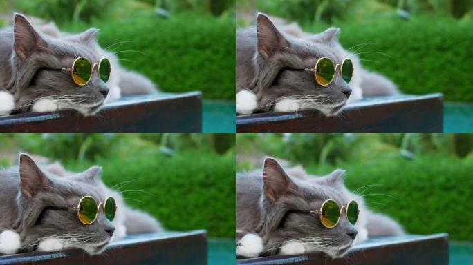 戴墨镜的特写猫躺在泳池边度假放松。可爱的猫的电影镜头像度假的人一样躺在眼镜里。热带度假时戴墨镜的时尚