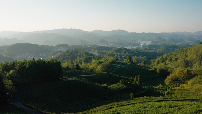 远山茶场茶山新农村产业乡村振兴山地高原