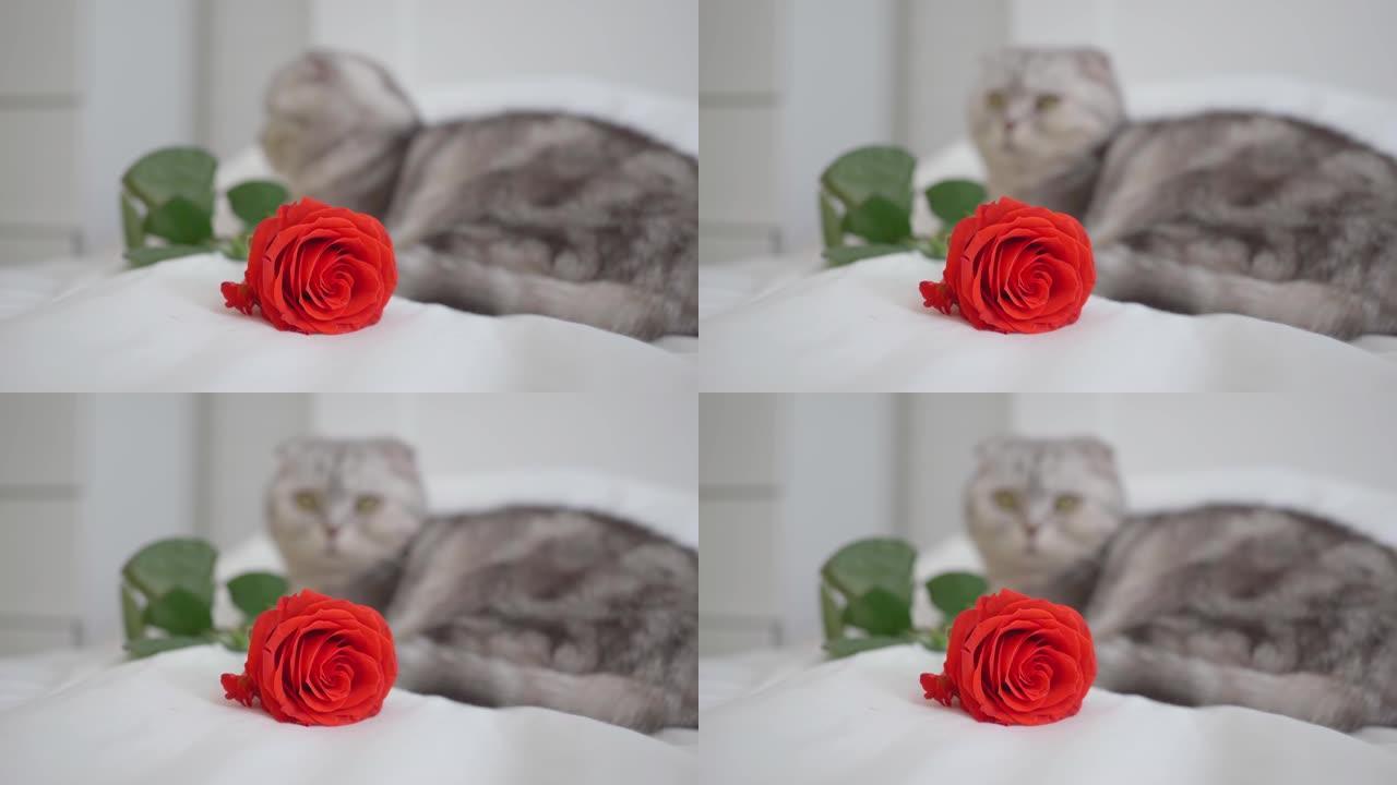 情人节猫纯种苏格兰折叠与一朵红玫瑰躺在床上。快乐