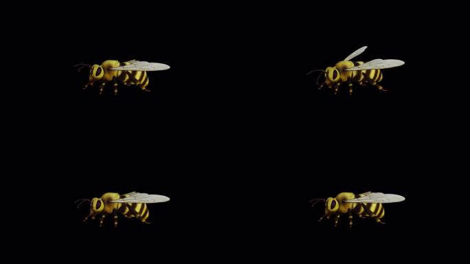 蜜蜂正面