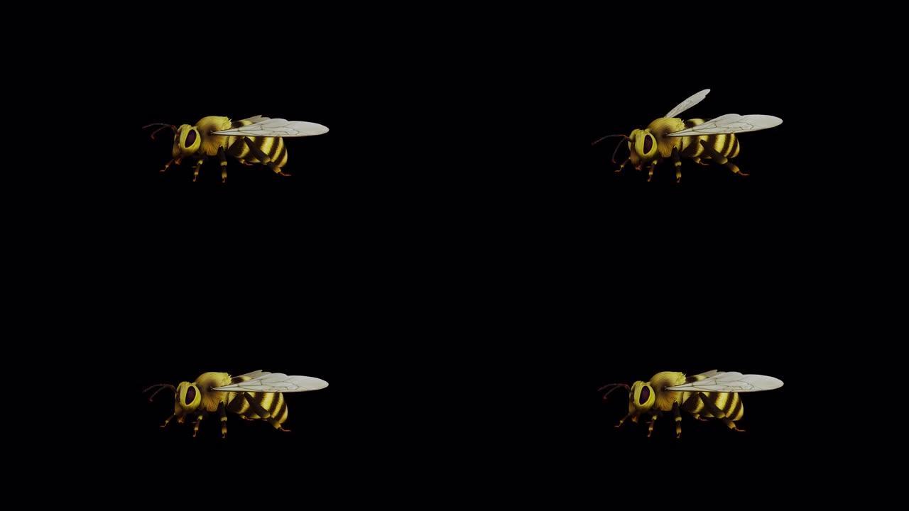 蜜蜂正面