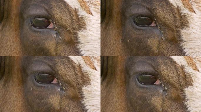 母牛眼中的苍蝇特写镜头