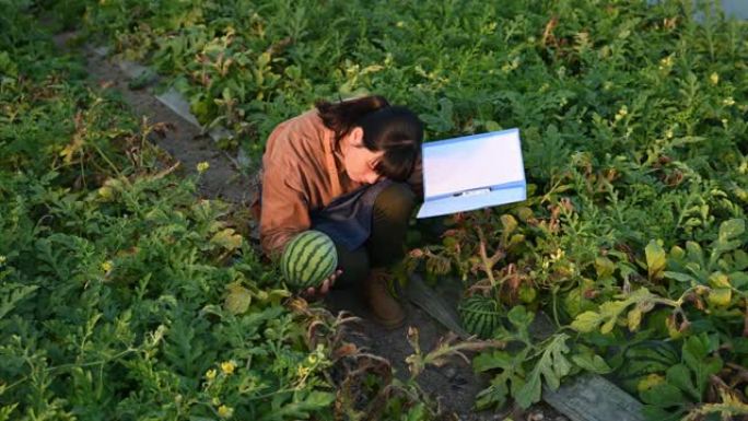 一名亚洲女性农艺师在西瓜温室工作