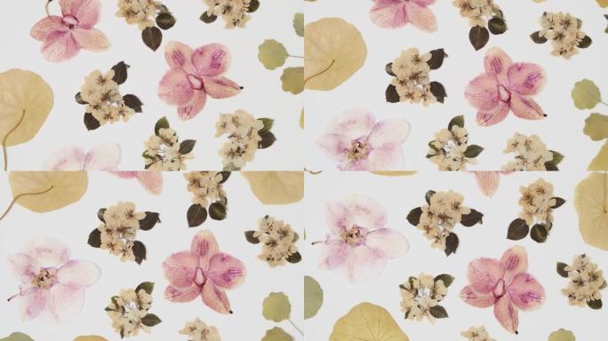 美丽的花卉抽象背景与干燥的白色春天苹果花和兰花的顶部视图旋转。工艺标本馆