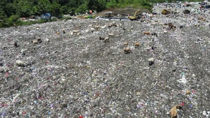 一个充满垃圾的城市垃圾场的鸟瞰图。一群在垃圾填埋场吃垃圾的奶牛。生态和健康问题。