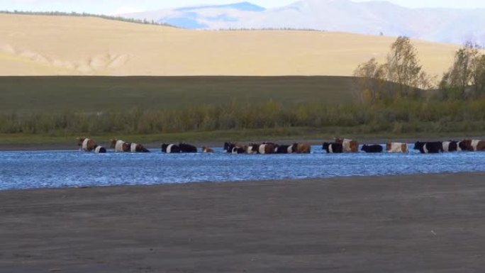 阳光明媚的一天，蒙古大草原上的奶牛正在过河。农场动物在流动的水中