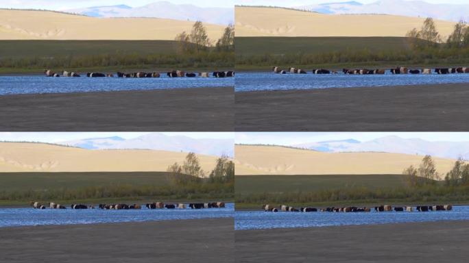 阳光明媚的一天，蒙古大草原上的奶牛正在过河。农场动物在流动的水中