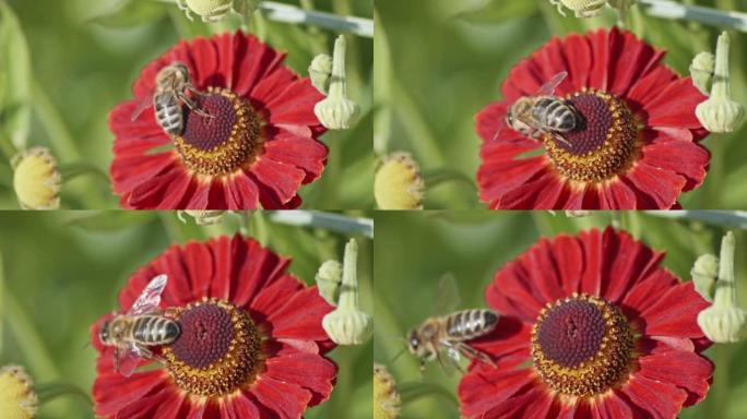 蜜蜂在花园里给普通的喷嚏花授粉 -- 多莉微距拍摄
