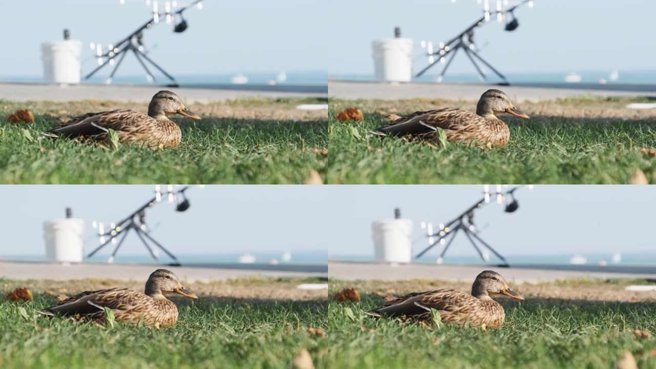 黄色喙的灰鸭夏天坐在绿草上，特写