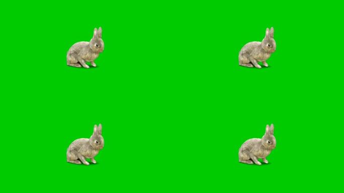 屏幕上有绿屏背景的兔子嗅闻气味