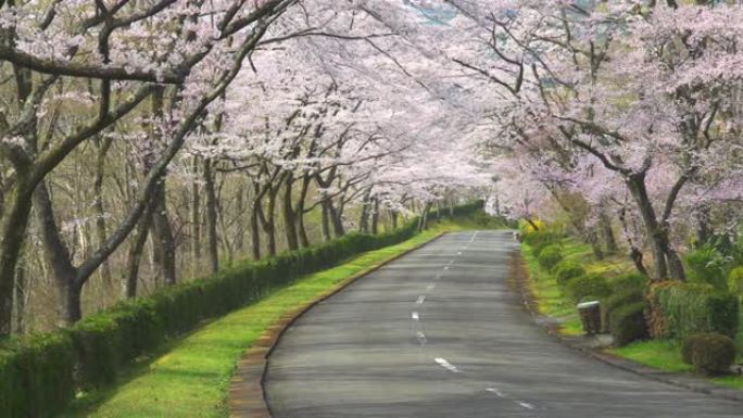 樱桃树和道路。樱花拱门