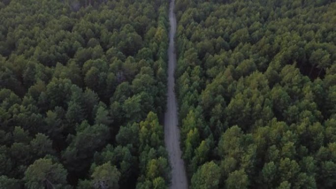 鸟瞰图飞过一条泥泞的森林道路，两边长满茂密的树林。松树林。顶视图。从上方拍摄无人机四直升机鸟瞰视角