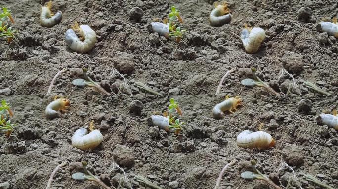 金龟子幼虫，害虫破坏地下植物。吃马铃薯灌木的根