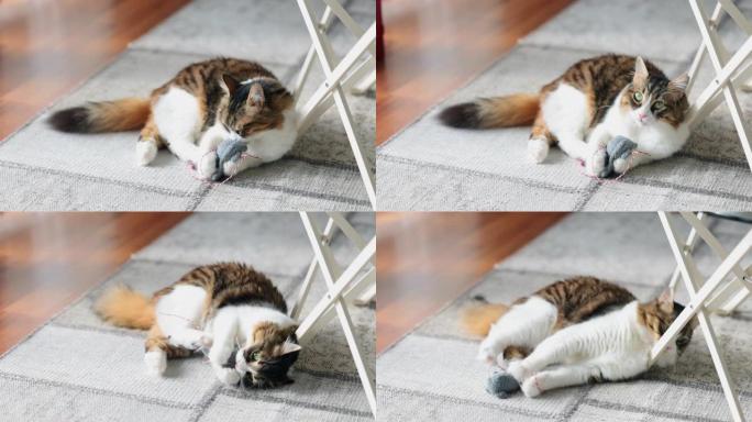 快乐的挪威森林猫在地毯上玩耍