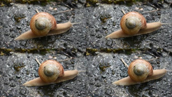 爬行蜗牛的特写