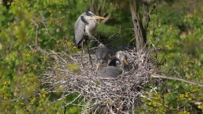 美丽的灰色苍鹭和幼鹭栖息在树上的巢中