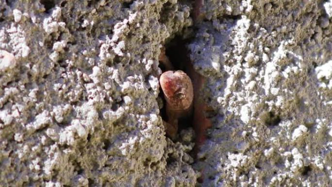 岩石表面一只红蜥蜴的特写镜头。