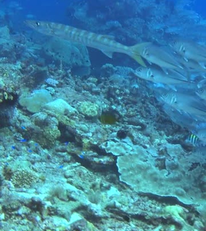 垂直视频学校的大眼鲹和一条梭鱼游过珊瑚礁