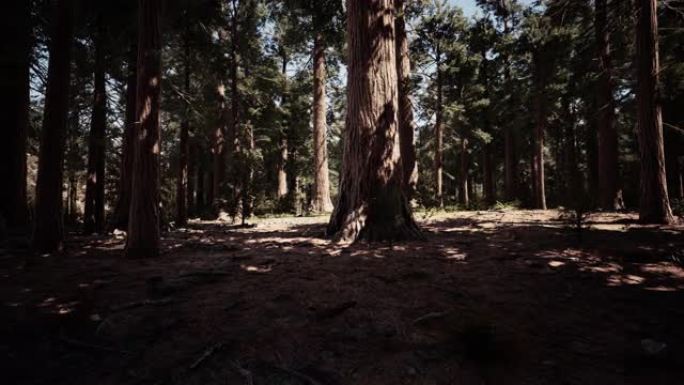 红杉国家公园夏季的巨型红杉树
