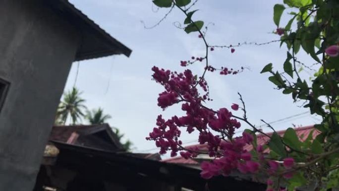 背景春花树与粉红色美丽的花朵。全高清视频