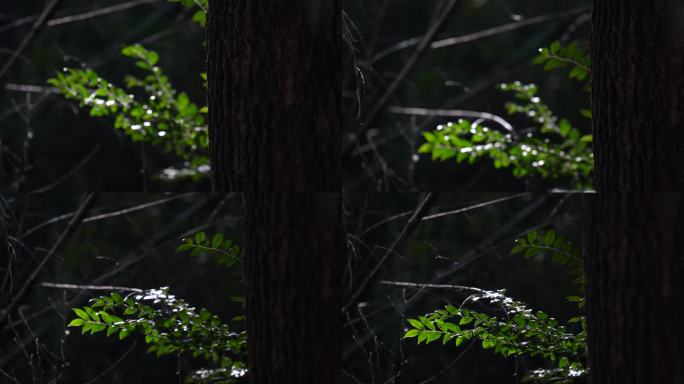 阳光下树叶随风飘动镜头