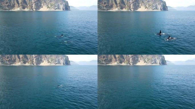虎鲸漂浮到海洋表面