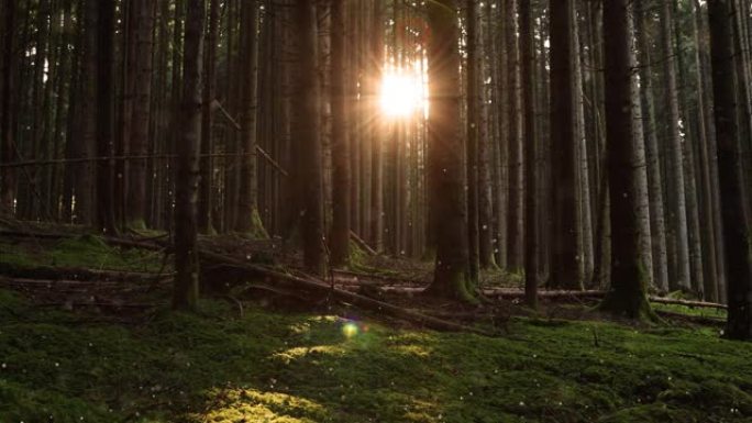 在阳光明媚的苔藓森林景观中，萤火虫的魔法波克之光。