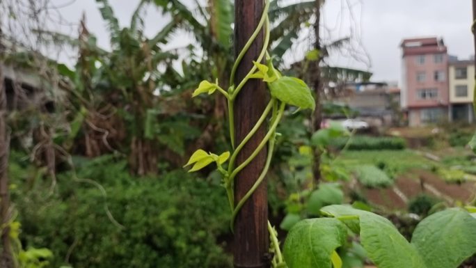 蔬菜蓬勃生长豆角苗蔬菜生态农业田园蔬菜园