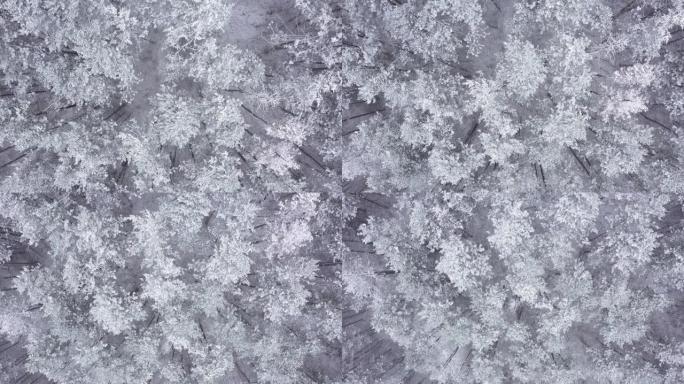 冰冻的冬季森林