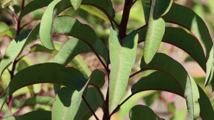 Malosma Laurina Malosma-圣莫尼卡Mtns-120722