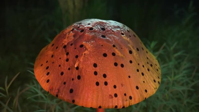 迷幻vj无缝循环魔法蘑菇带孔美丽的3d蘑菇