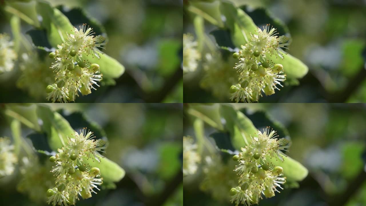 菩提树花的特写。