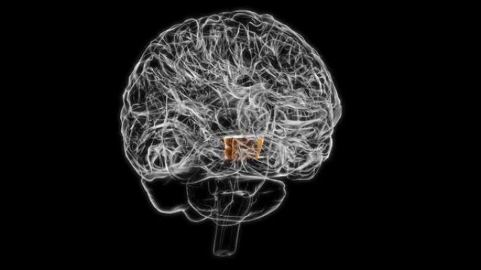 医学概念3D动画的脑中脑解剖