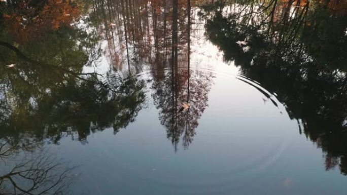 一片枫叶落入湖中，荡漾着圆润的涟漪，美丽的秋天风景4k慢镜头，阳光明媚的日子里像画一样在宁静的湖中倒