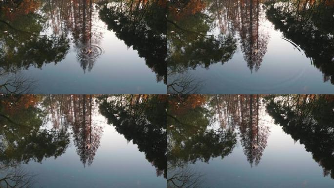 一片枫叶落入湖中，荡漾着圆润的涟漪，美丽的秋天风景4k慢镜头，阳光明媚的日子里像画一样在宁静的湖中倒