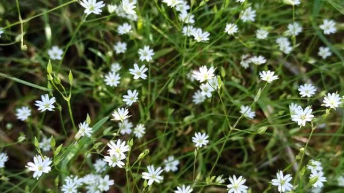 夏季青草质地白色小花。绿色草地上的鲜花。