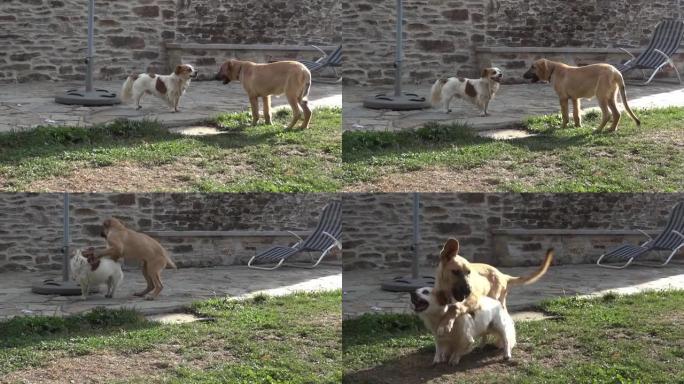 两只狗在矮墙附近玩耍，四面八方逃离72